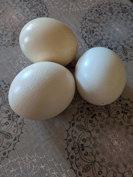 Черупки от щраусови яйца