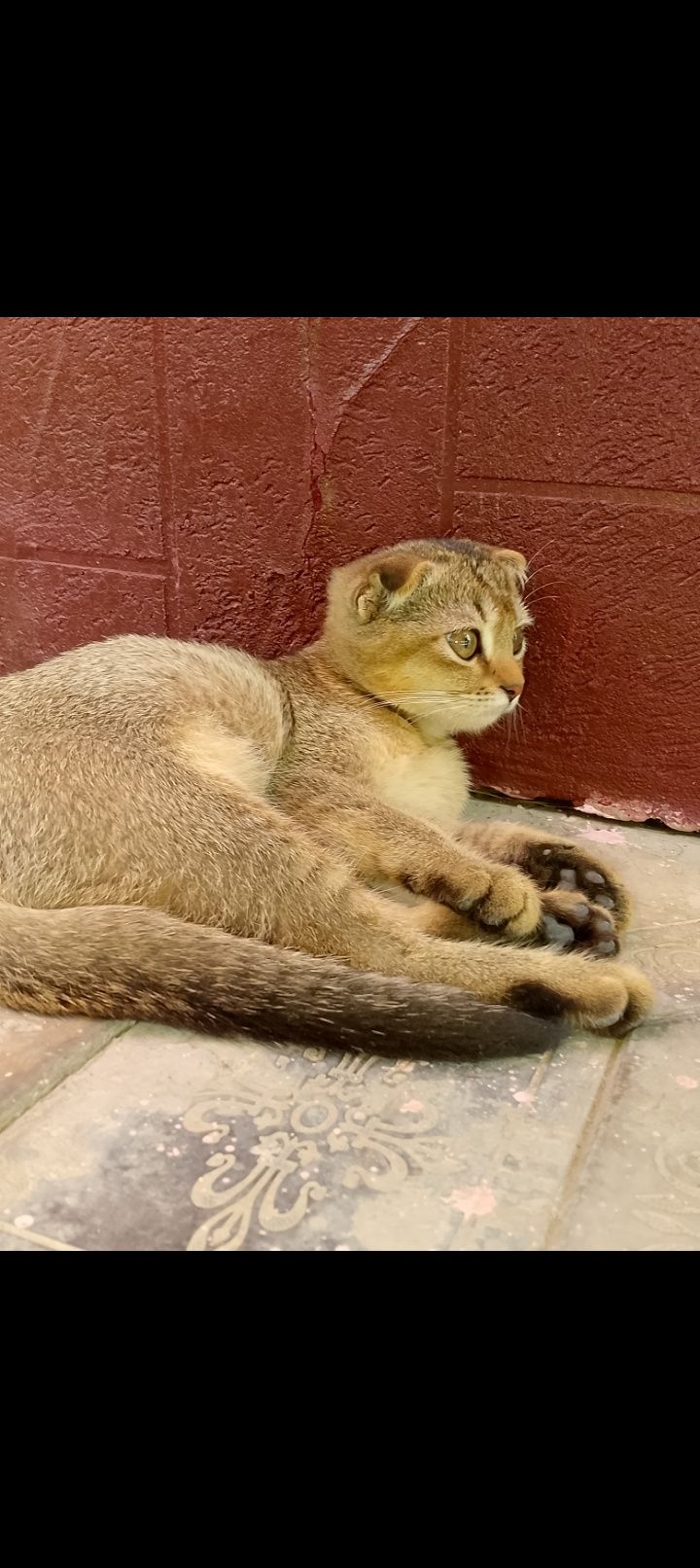 Mushukcha sotiladi