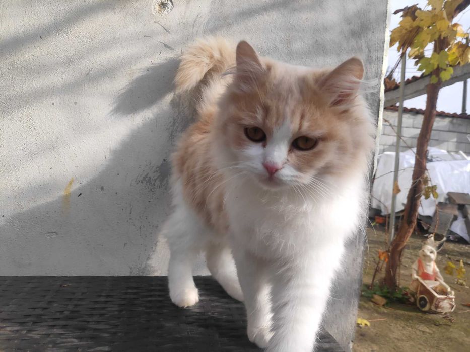 Пухкави малчугани