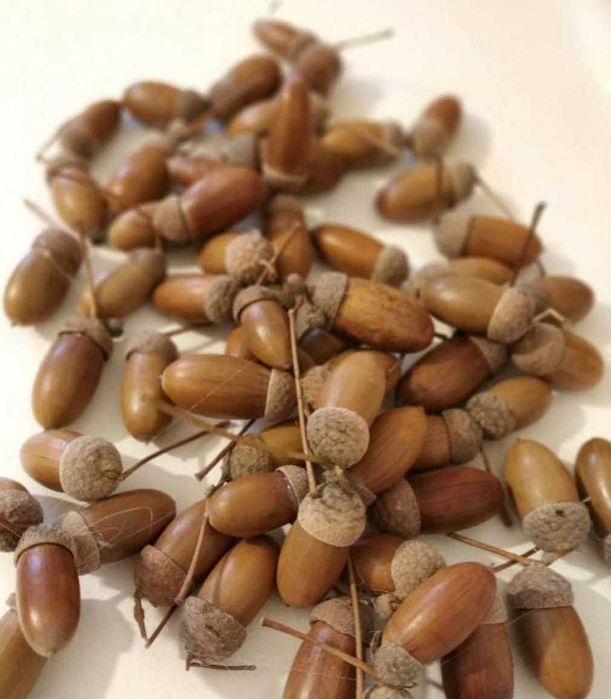 Vand 2 Tone Ghinda Stejar Pedunculat