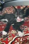 игривые котята в хорошие руки