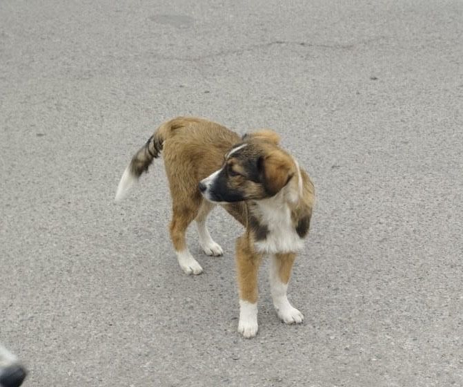 Щенок девочка в добрые руки!