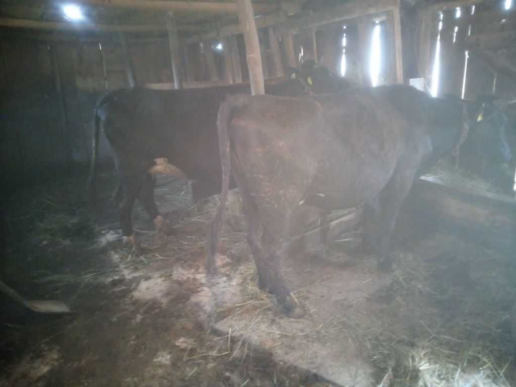 Vind doua vaci tinere cu al doilea vițel gestante în 8 luni