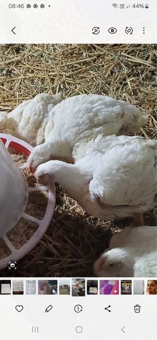 Pui de casă crescuți bio