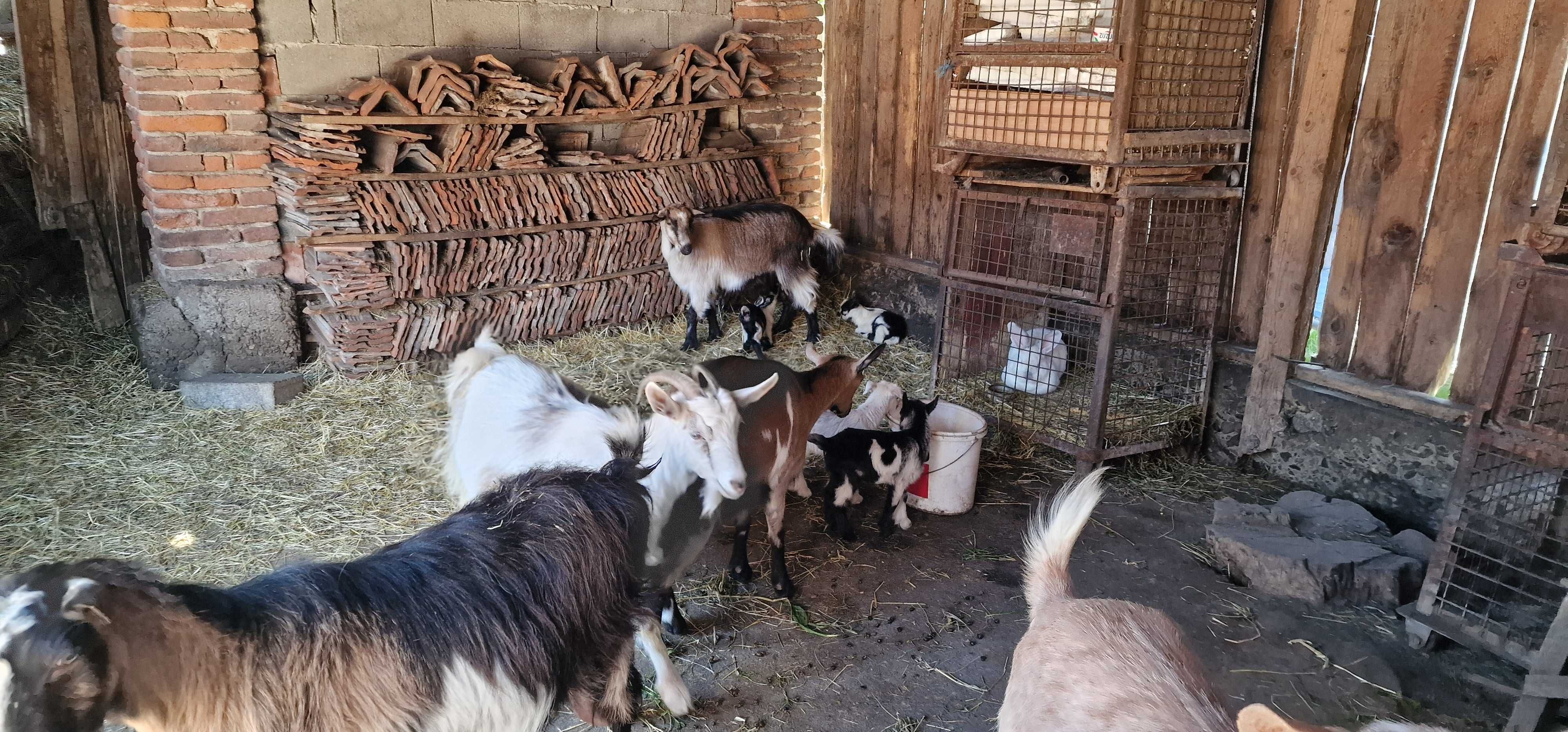 Vand 3 capre 6 iezi capre Bihor / Toboliu.