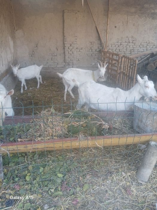 Zanin zotli echki sotiladi 2 oylik bugoz martga tugadi