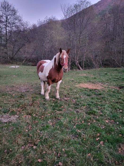 Vând cal în vârstă de 7 ani