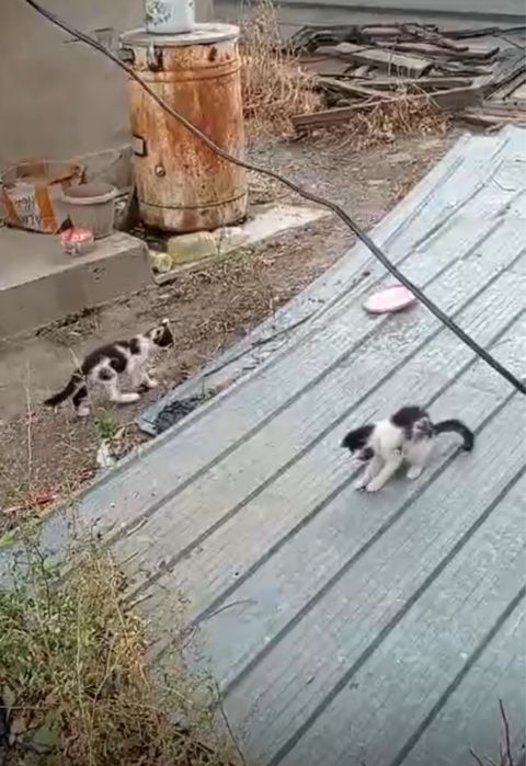 Два котенка живут на улице . Звонить на ватсапп