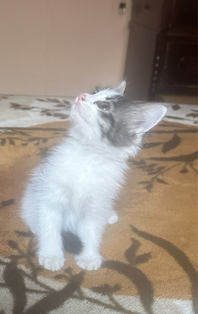 Котёнок ищет хозяина