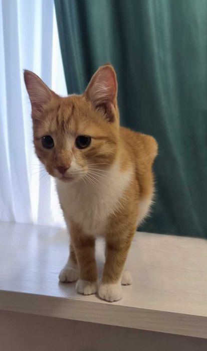 Котенок срочно ищет дом!