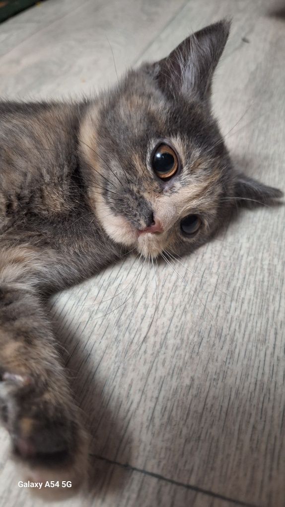 Отдам даром котёнка