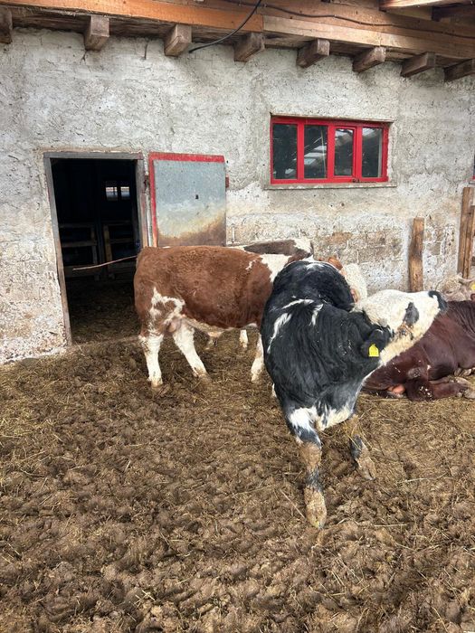 Vând vitei informați la telefon