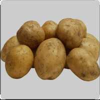 Продам картошку дачную урожай 2023