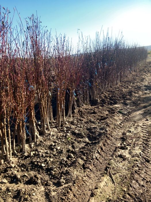 Pepiniera vând puieți de pomi fructiferi altoiți anul  3