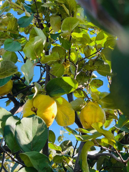 Gutui bio proaspete
