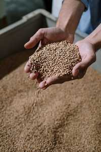 Пшеница для животных в наличии