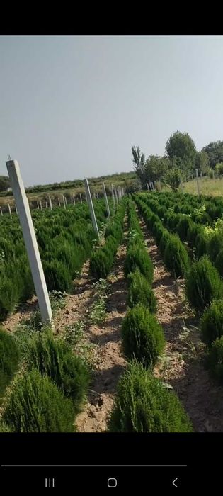 Туя кучатлари сотилади