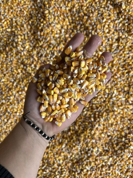 Porumb productie 2025