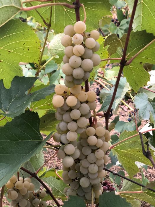 Struguri pentru vin