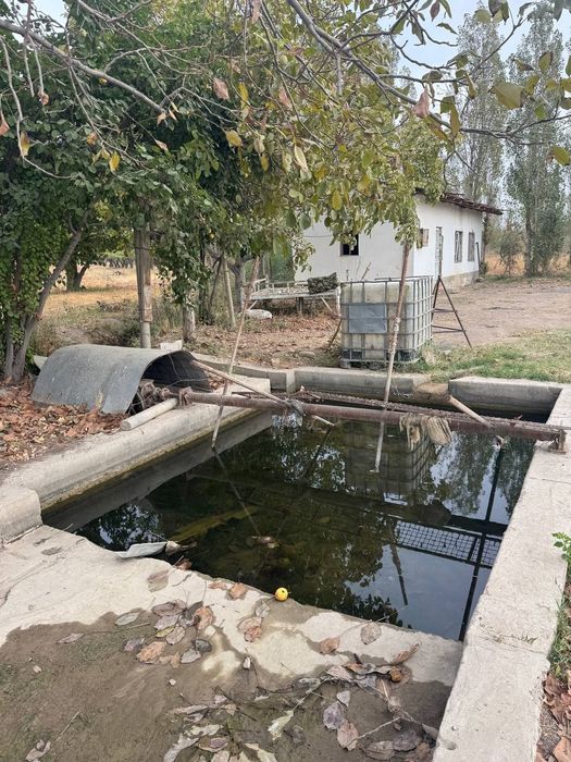 Uzum bogi, Namangan viloyati chust tumani