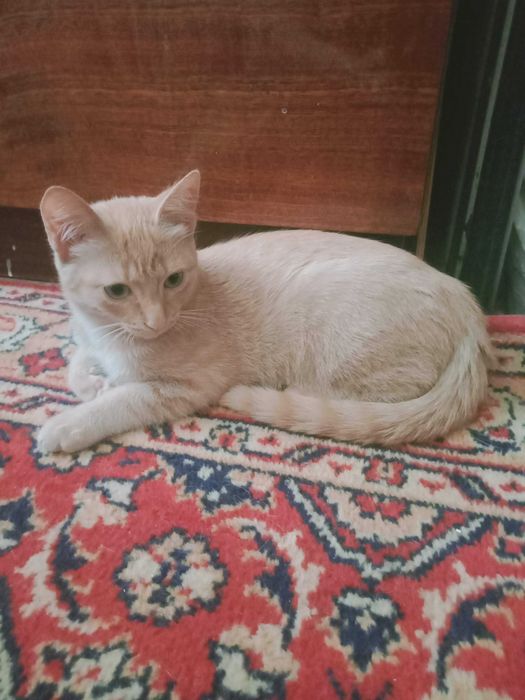 Котик -мальчик возраст 4 месяца  отдам