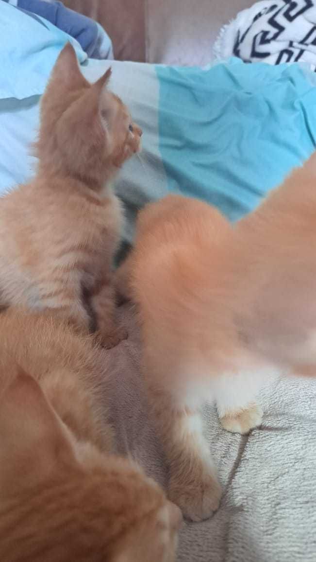 Бесплатно котята