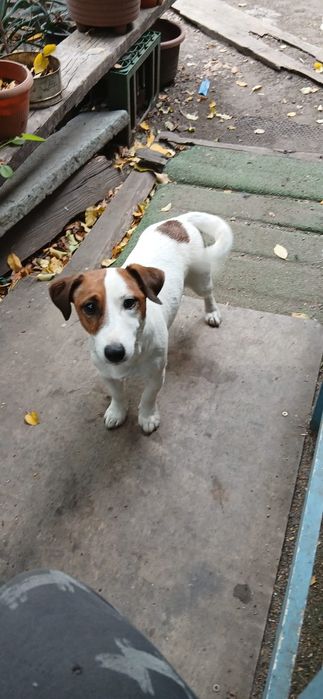 Jack Russel Terrier gratis