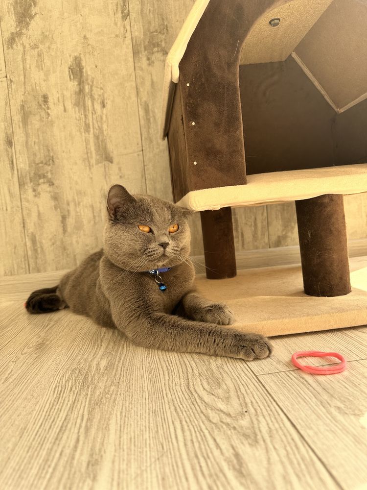 Вязка Скотиш Страйт