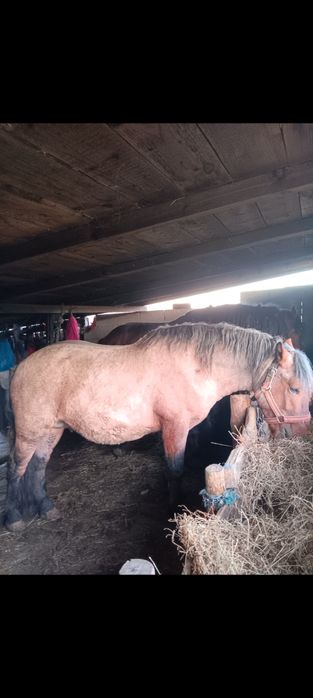 Mânz 2 ani fff cuminte