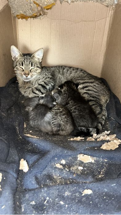 Отдам даром кошку котятами