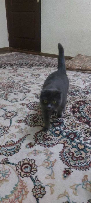 Породная кошка фолд