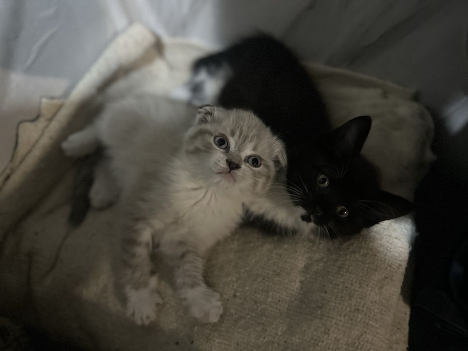 Дарю котят, 1 вислоухая девочки