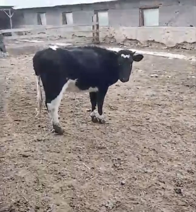 Сутті сиырдың төлдері сатылады / продаются нетели черно пестрой породы