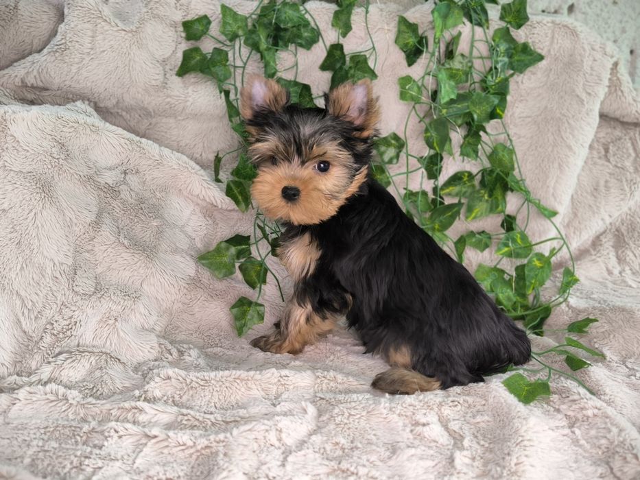 Vand baietel Yorkshire terrier mini