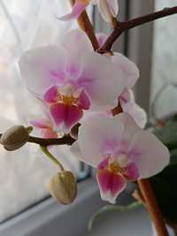 Продам орхидею,цветущую
