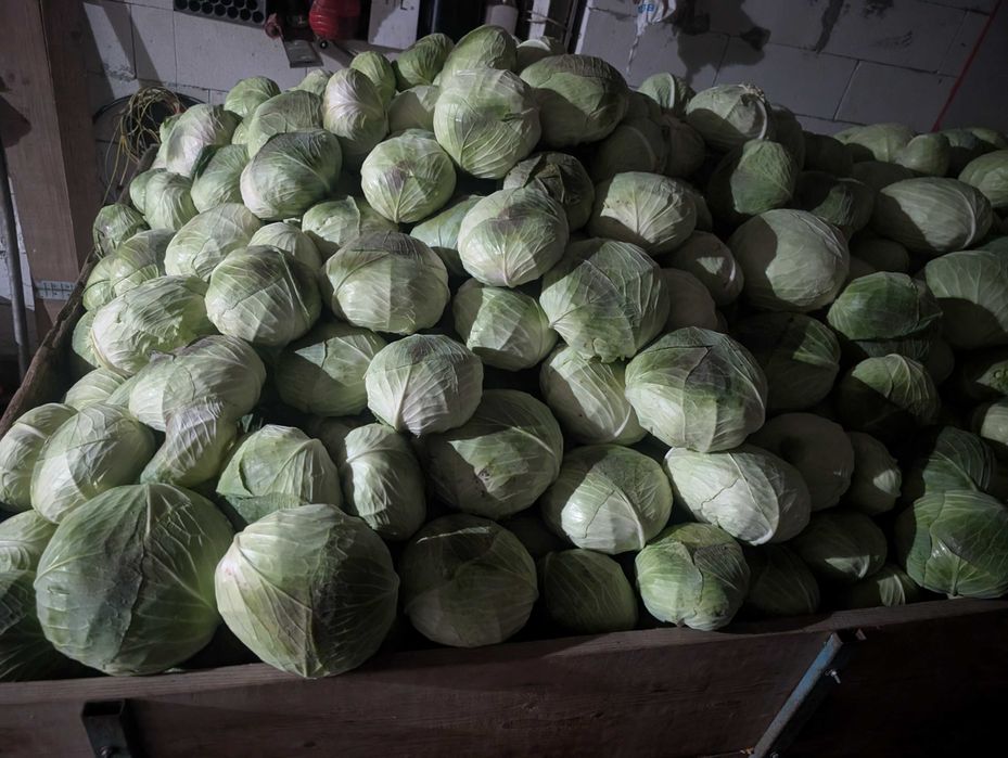 Vând varza de toamnă cu frunza subtire