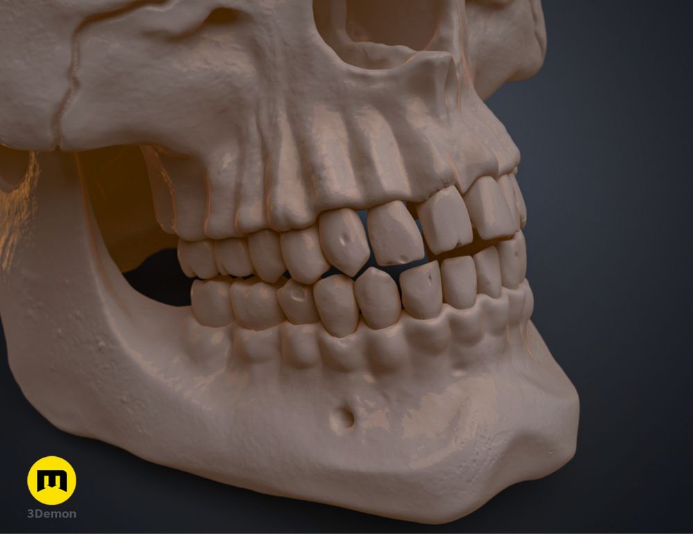 Craniu Uman Anatomic Corect