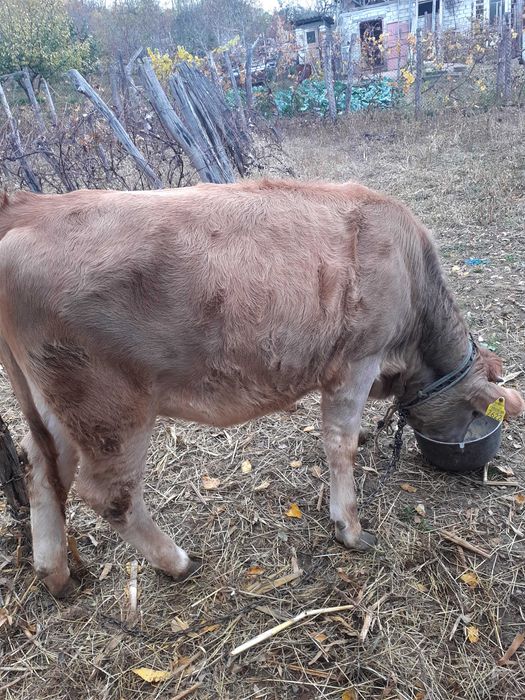 Vițea 10 luni Nicolae Balcescu