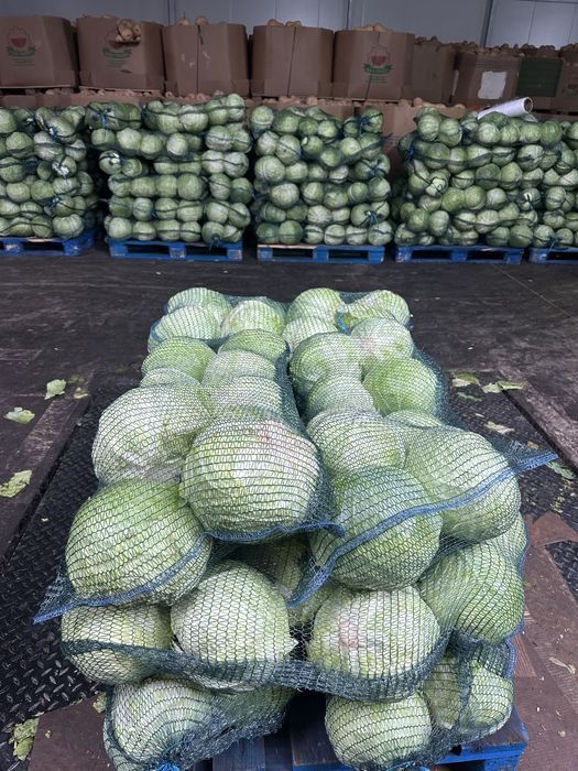 Dovleci Hallowee Kratos Gladiator – Varza de murat - Ceapa- placintari