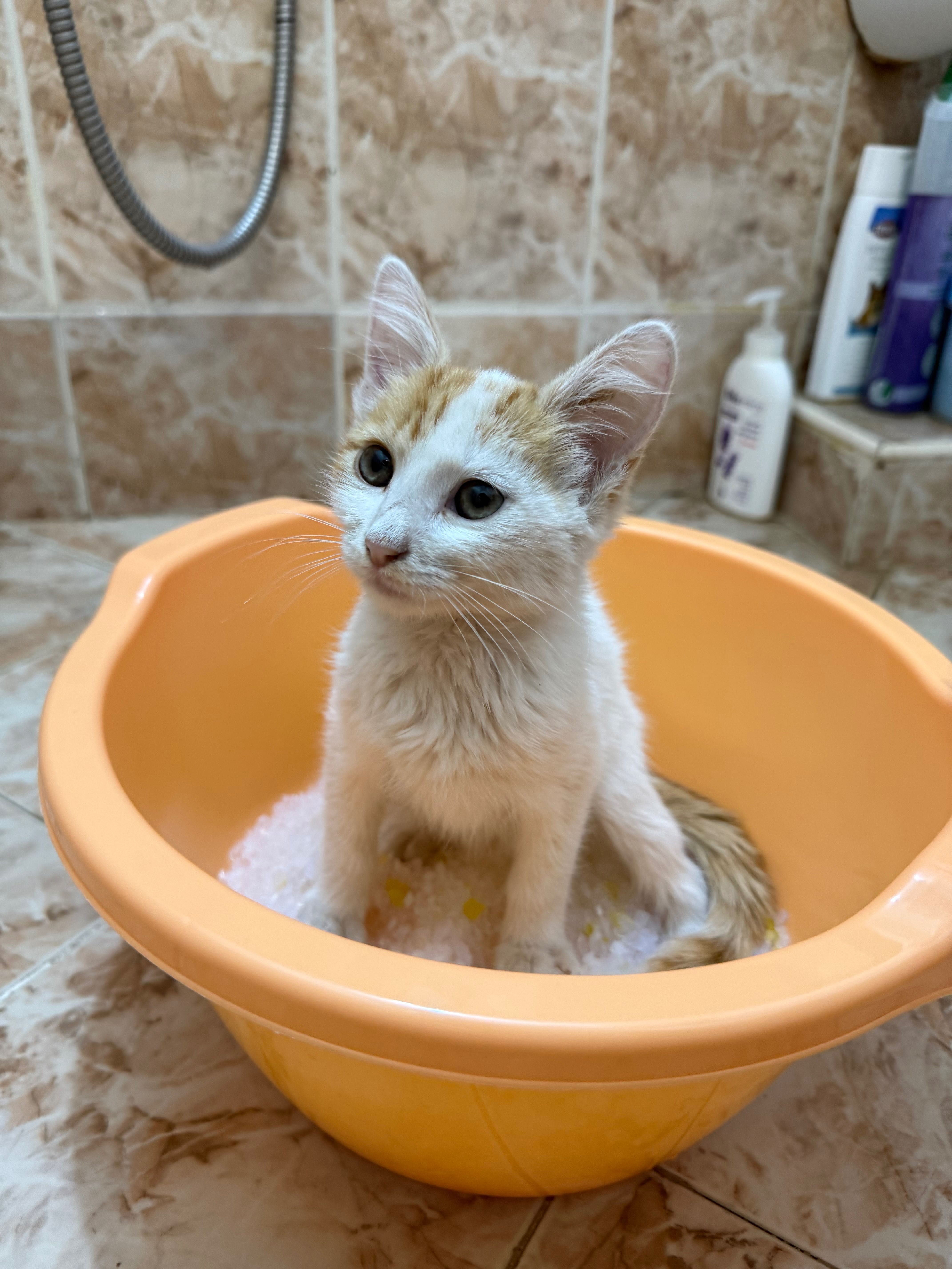 Спешно подарявам котка
