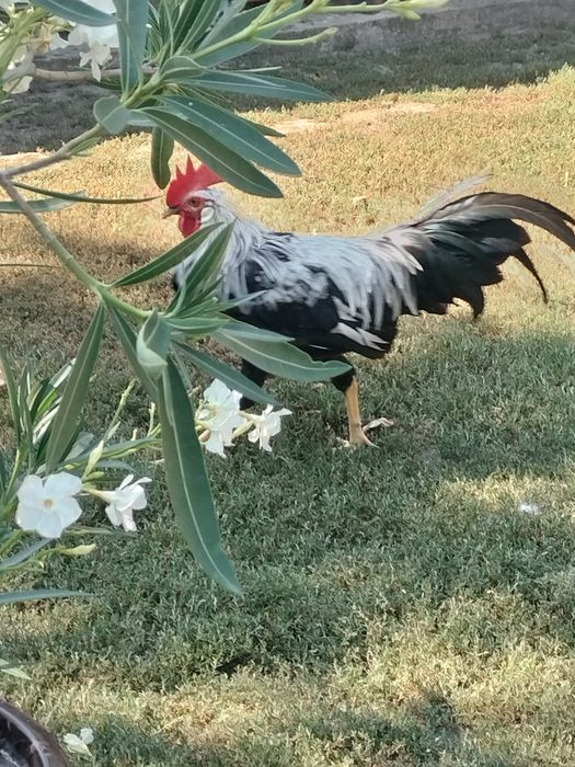 Cocos Italiana argintie 5 luni.