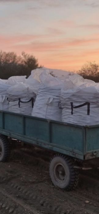 Cartofi samanta bella rosa si captiva si neselectati 80 bani