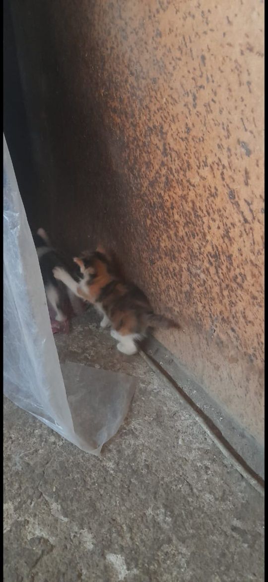 Котята бесплатно