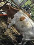 Vand vaca tanara red holstein la a 2 fatare