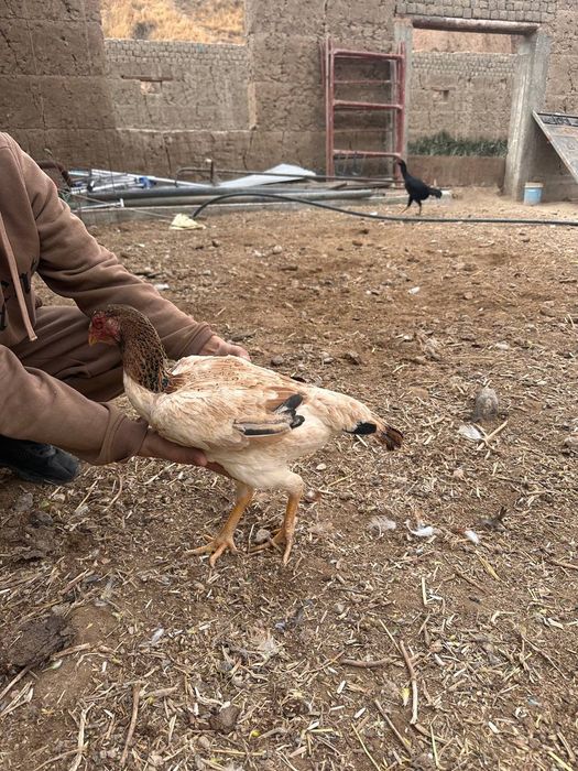 Куланги домашнее сотилади