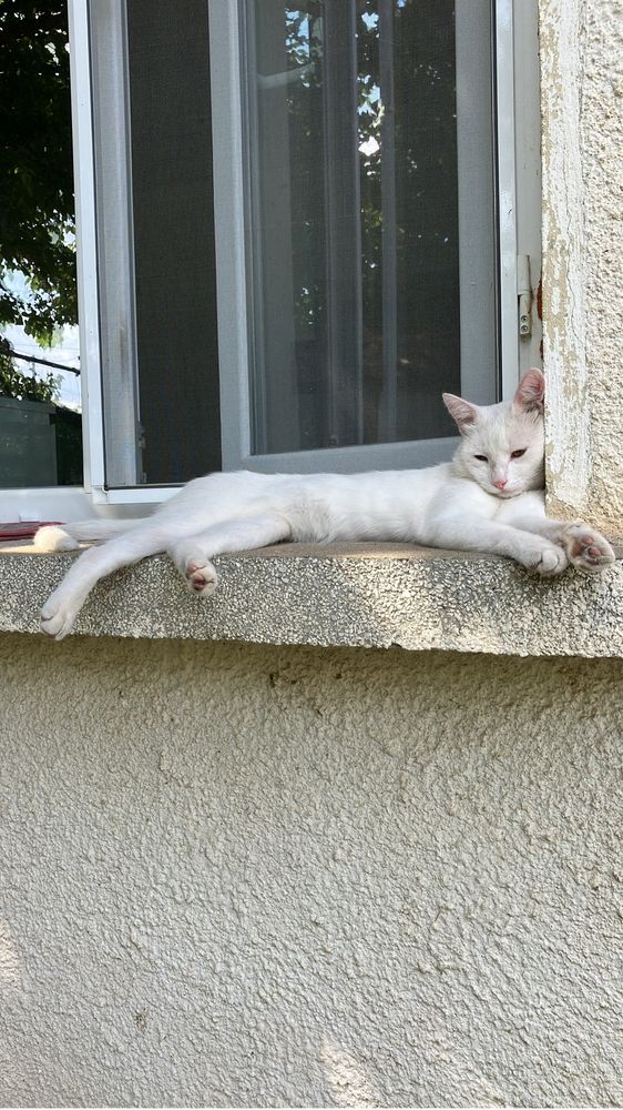 Коте на една година