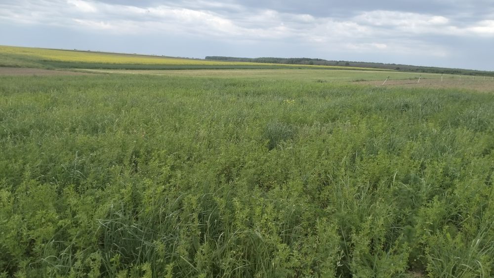 Vând baloți, dreptunghiulari 100x50x40cm, lucernă, fân, ovăz, 7 plante