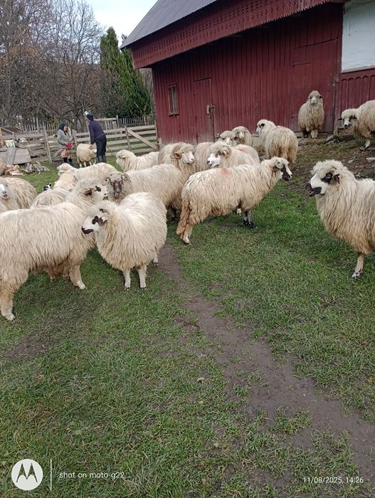 Cinci oi de vânzare