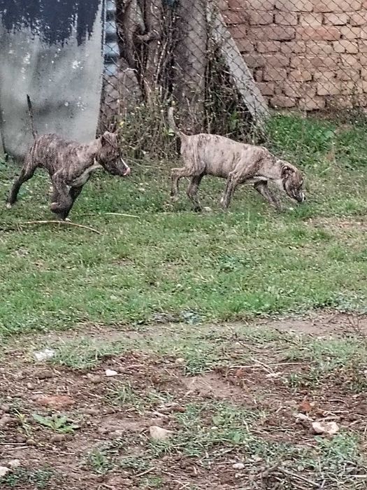 American bully 3 месеца