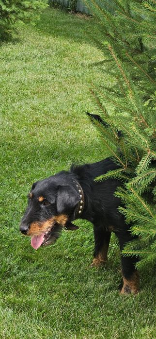 Продам щенят Ягдторьера